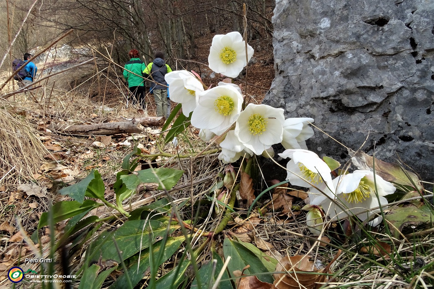 18 Helleborus niger (Elleboro nero o Rosa di Natale).JPG